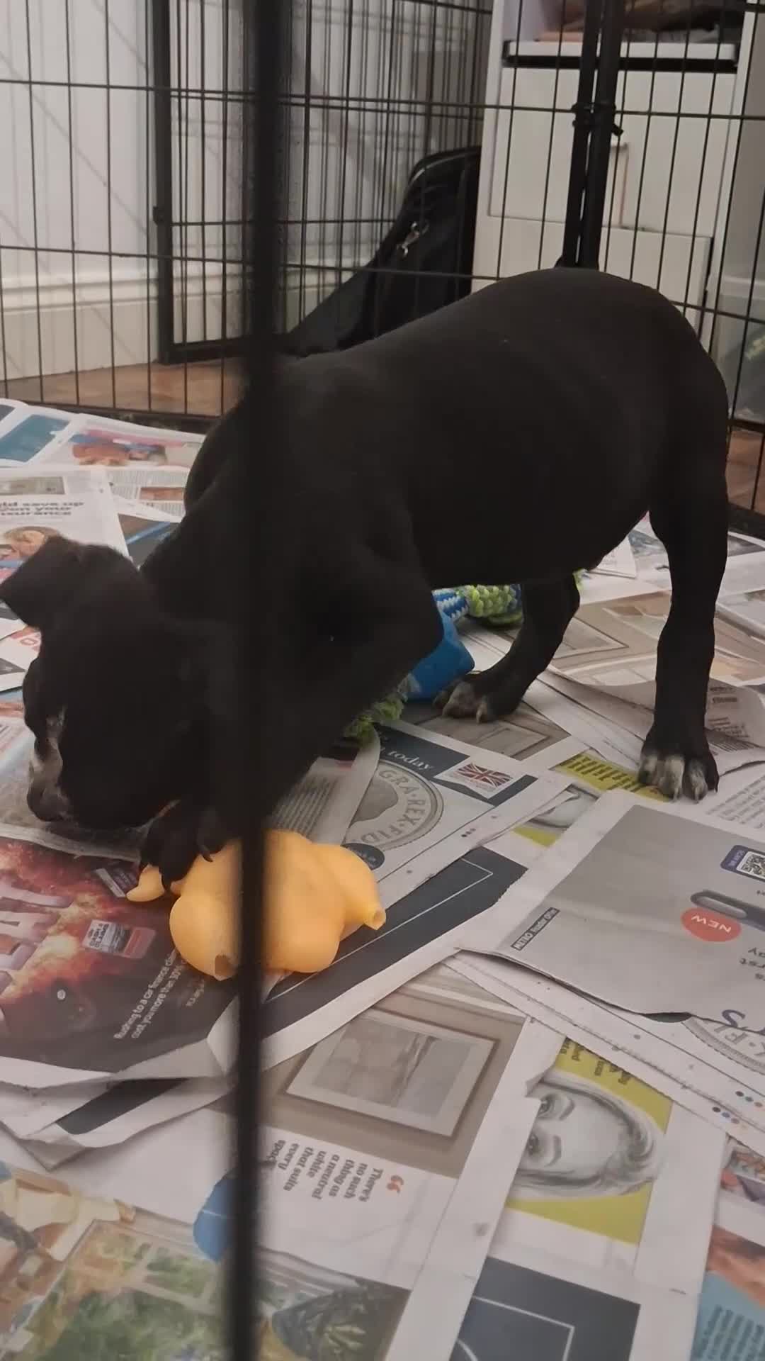 Mixed Breed dogs for sale: Alapaha Blue Blood Bulldog X Cane Corso Puppies  - Video 4