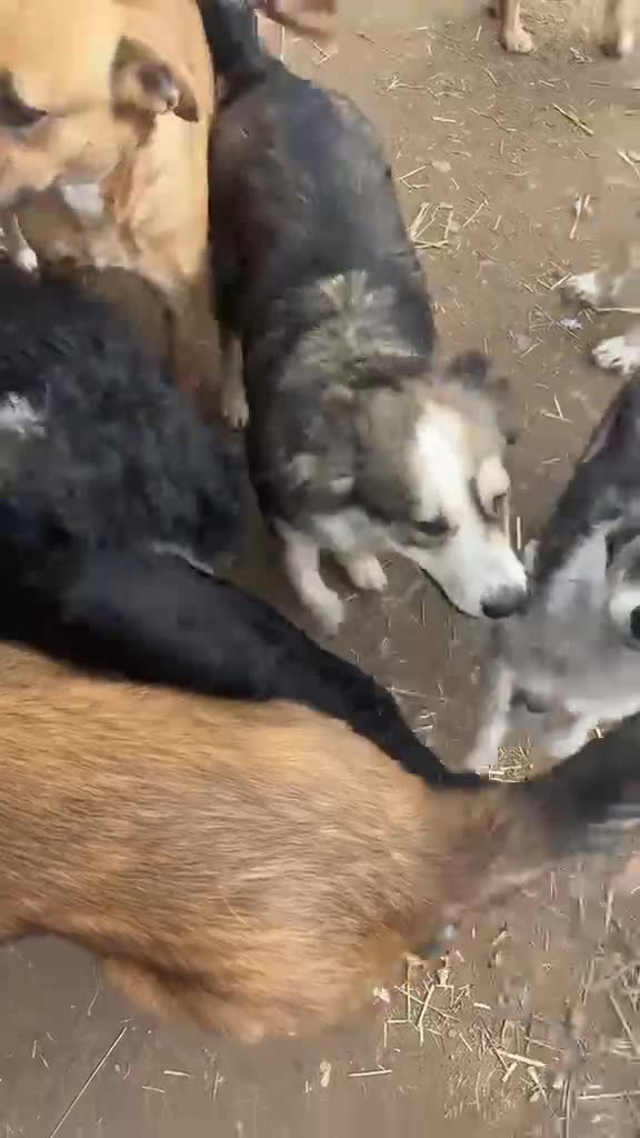 Mixed Breed dogs for sale: Sweet collie type girl - N Macedonian rescue - Video 2