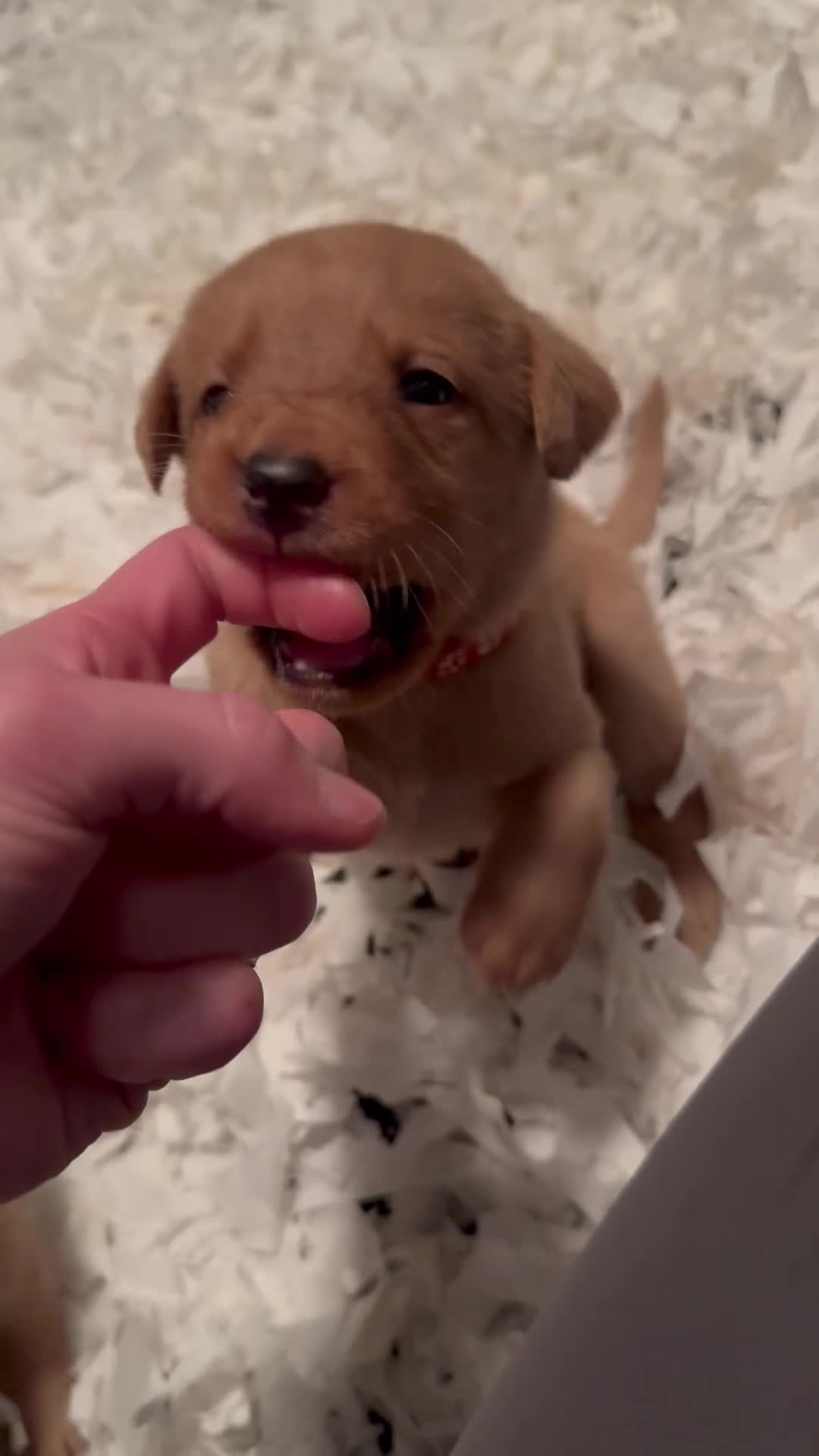 Labrador Retriever dogs for sale: FTCH Bloodline Labradors - Video 1