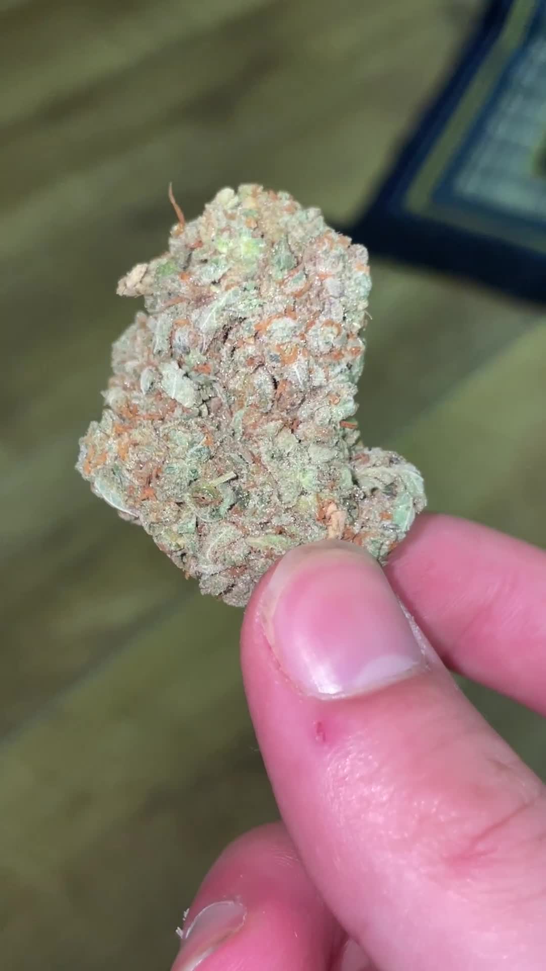 British Shorthair cats for sale: British shorthair  - Video 1