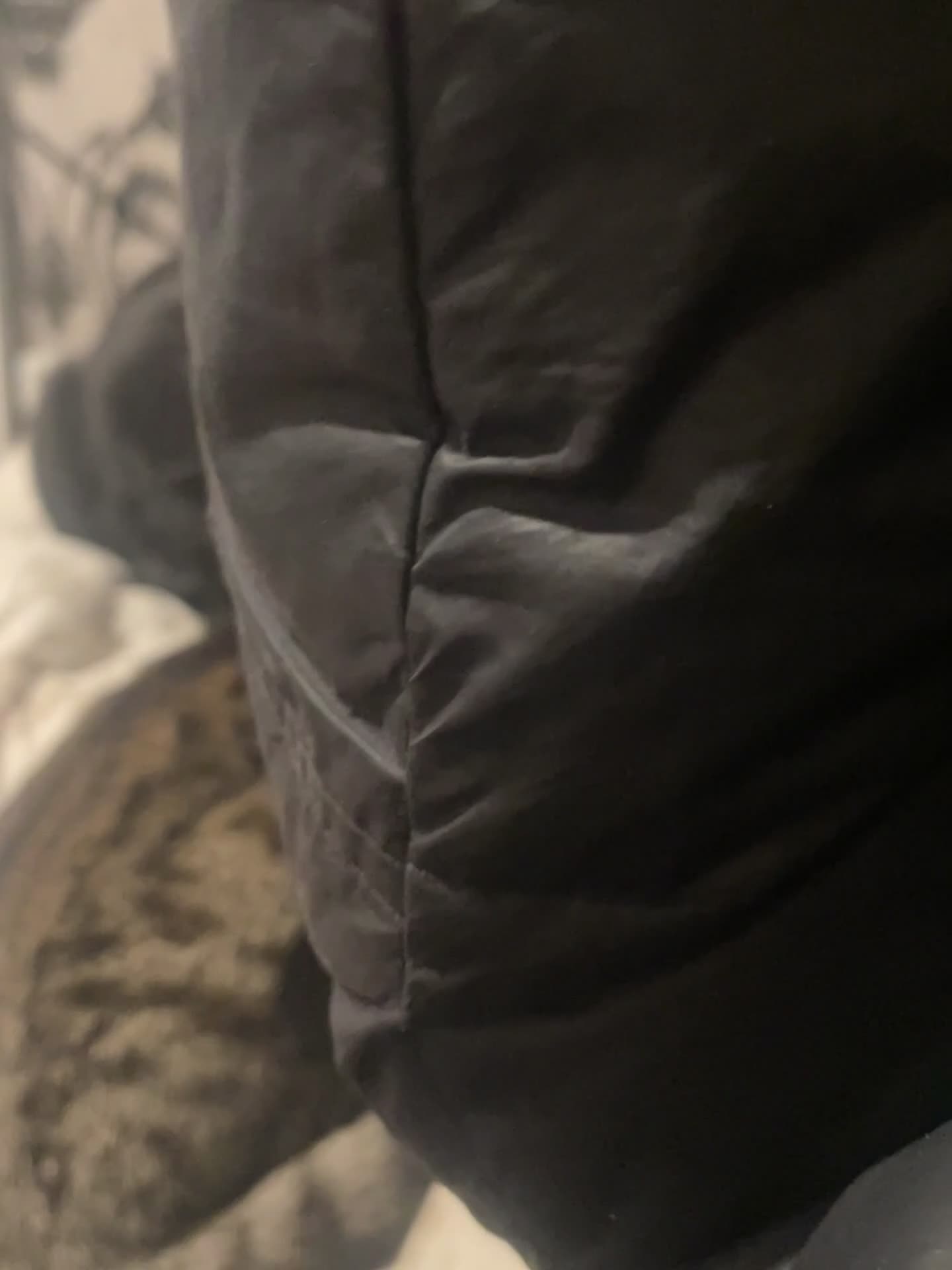 Mixed Breed cats for sale: Smokey and Milo  - Video 1