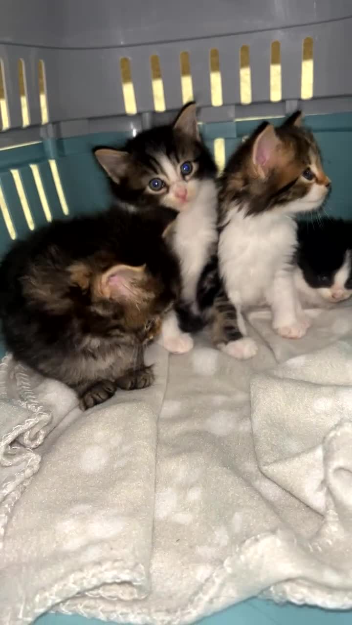 Mixed Breed cats for sale: Kittens for sale 3  in Leicester - Video 1