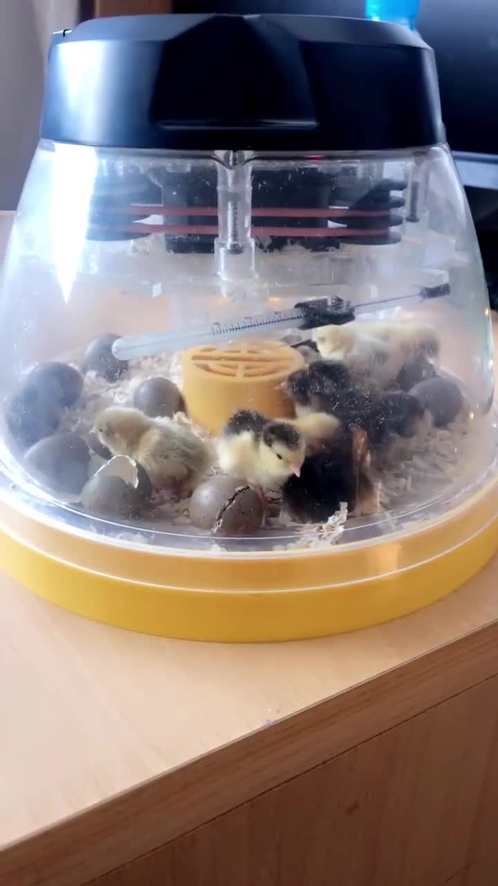 Quail poultry for sale: Chinese painted quail hatching eggs in Bradford - Video 2