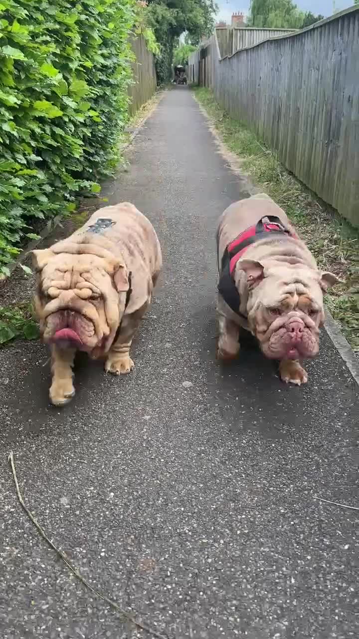 English Bulldog dogs for sale: Our girls looking for a warm sofa and full love ❤️ - Video 1