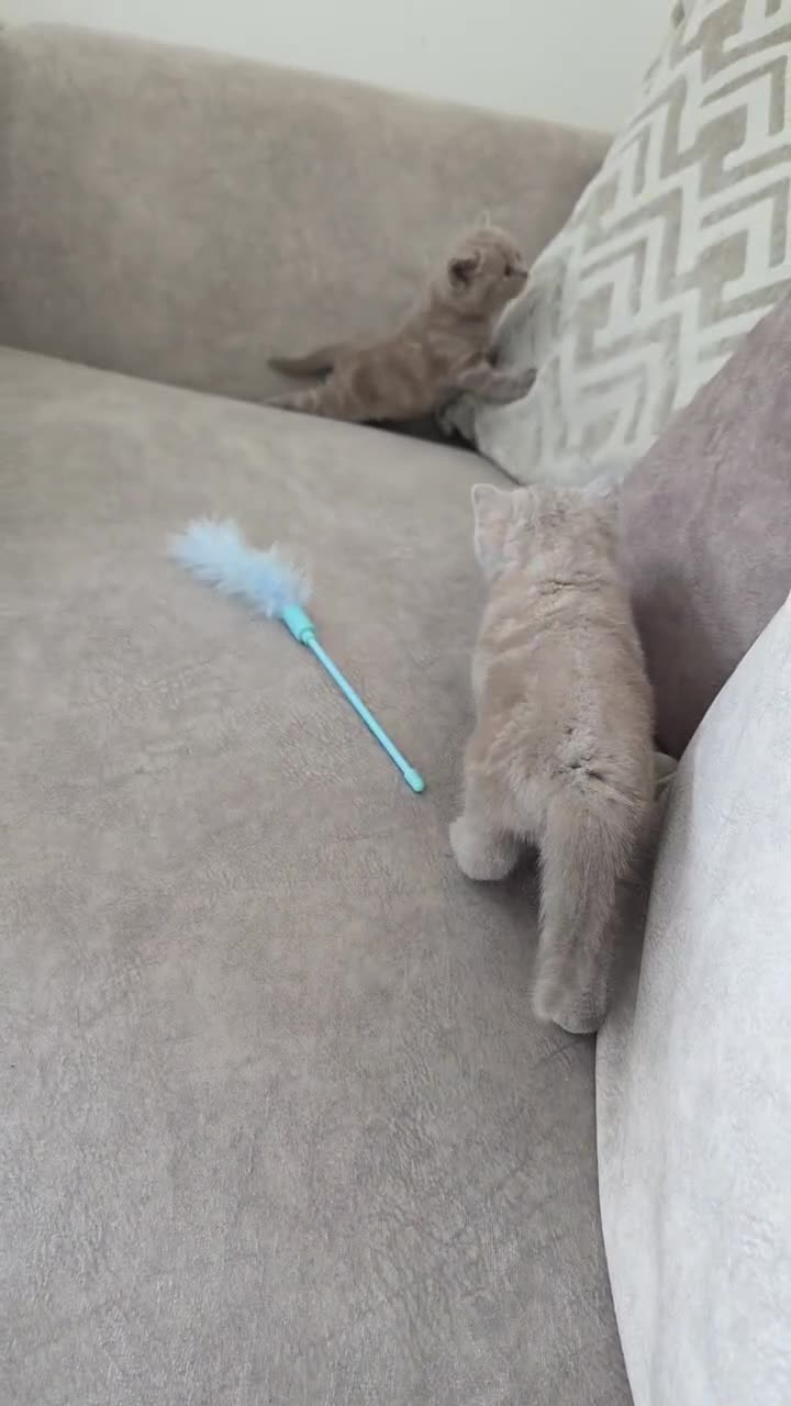 British Shorthair cats for sale: 4 British shorthair kittens in Bingley - Video 4