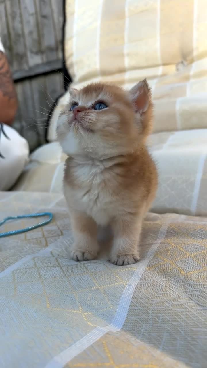 British Shorthair cats for sale: British Shorthair Cats - Video 4