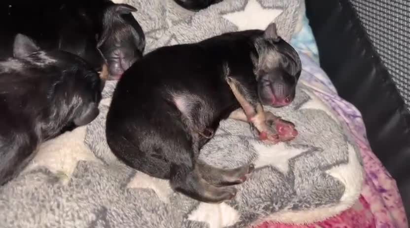 German Shepherd dogs for sale: 11 beautiful German shepherd pups  - Video 2