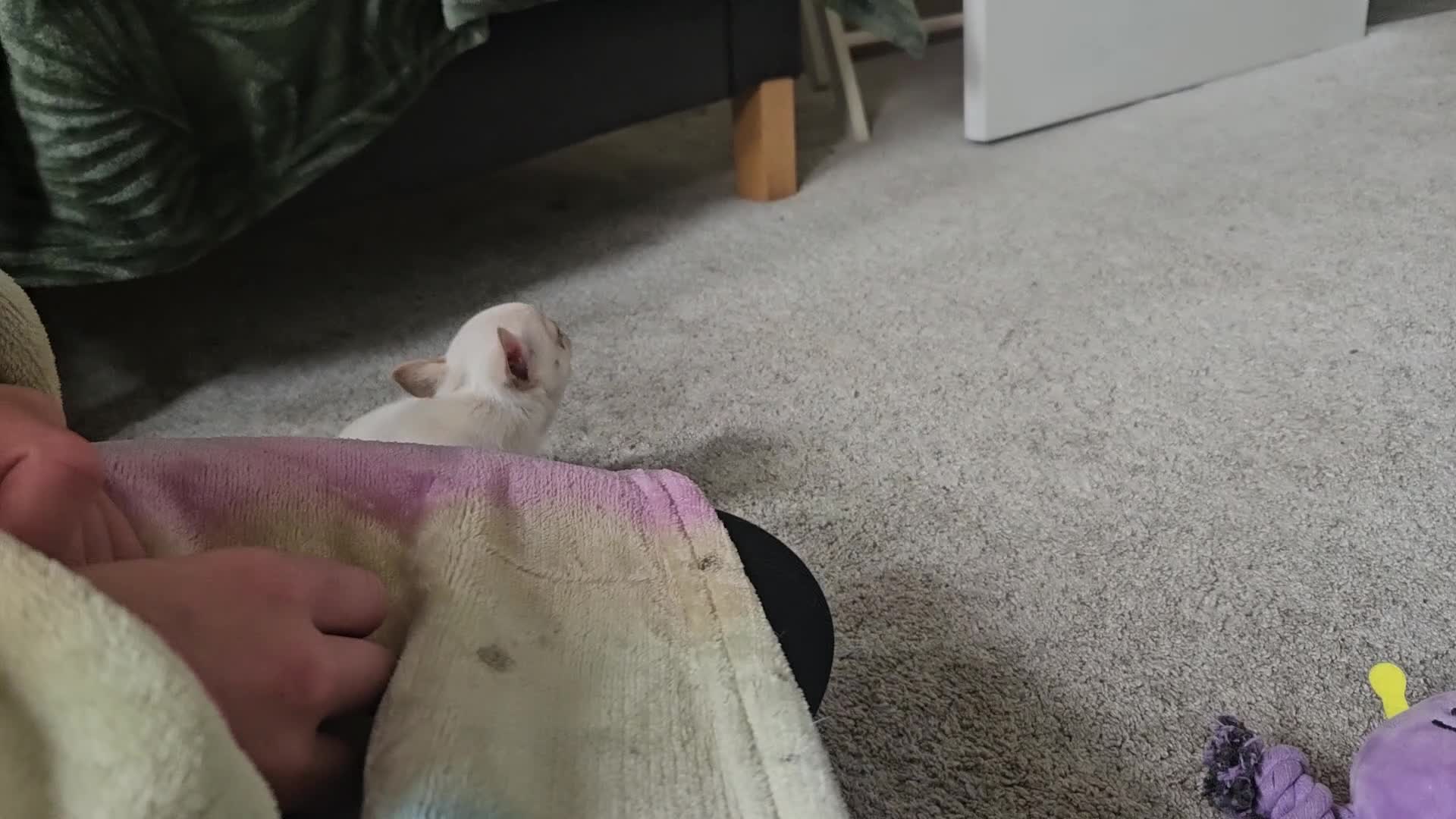 Chihuahua dogs for sale: Teeny Chihuahua Pup   - Video 1