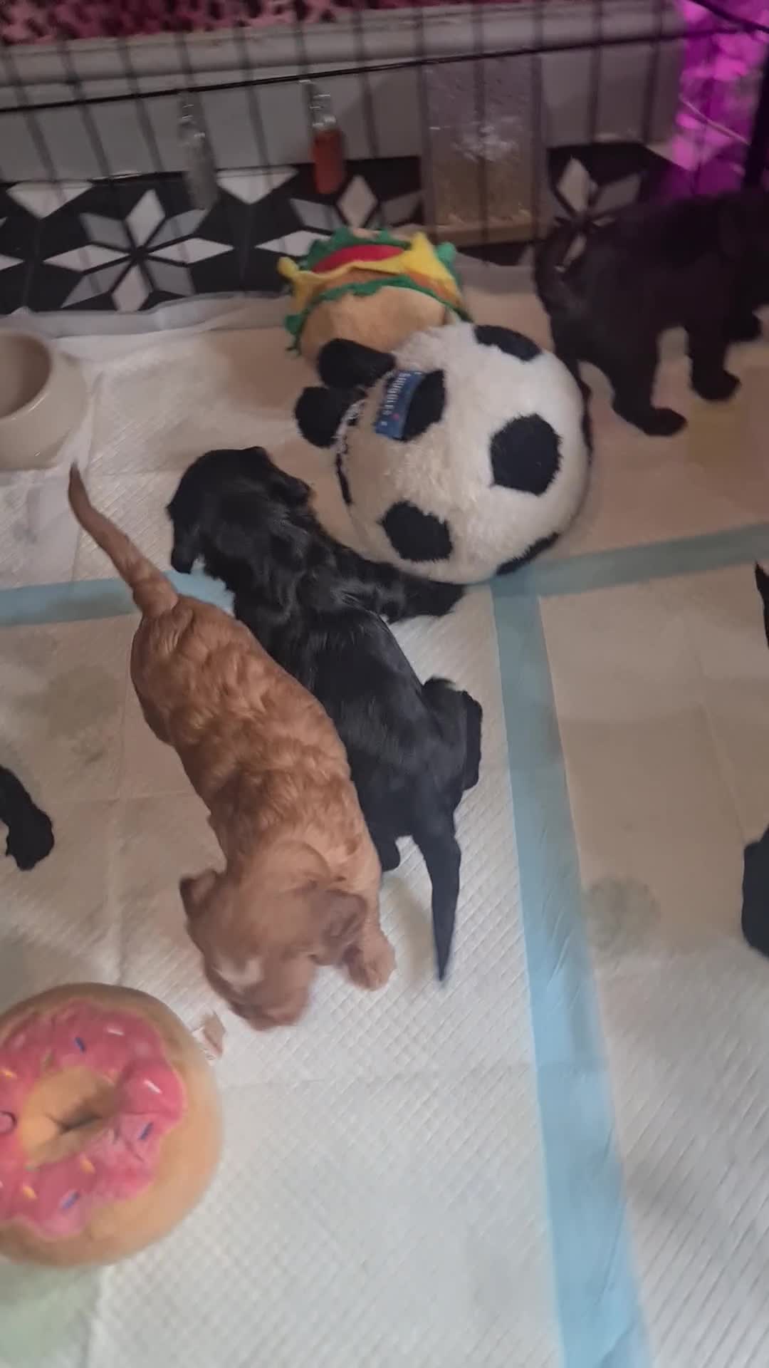 Cockapoo dogs for sale: F3 cockapoos - Video 1