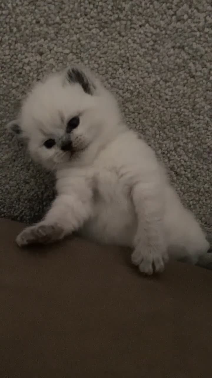 British Shorthair cats for sale: Pure breed bsh babies  - Video 1