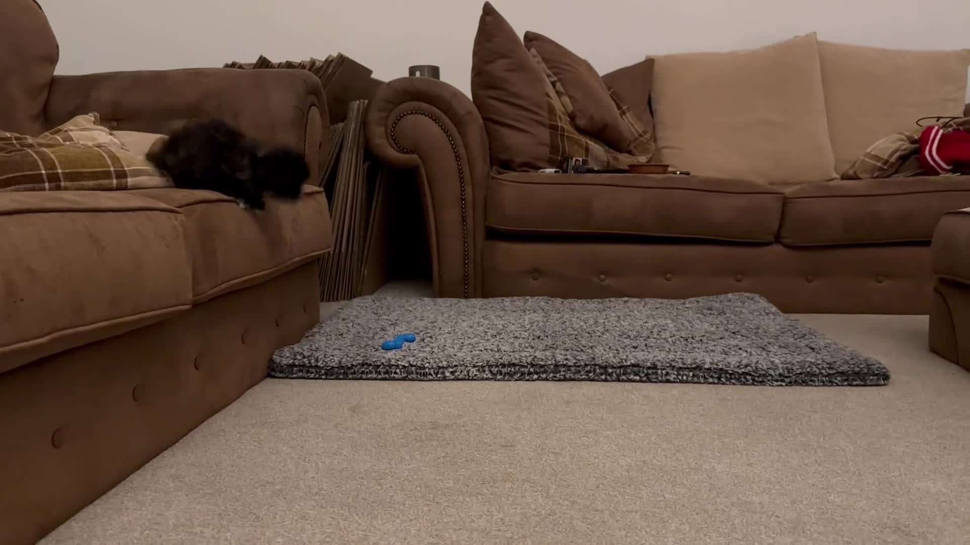 Maltipoo dogs for sale: Rare True Asian Teddy-Bear Maltipoo Puppies  - Video 1