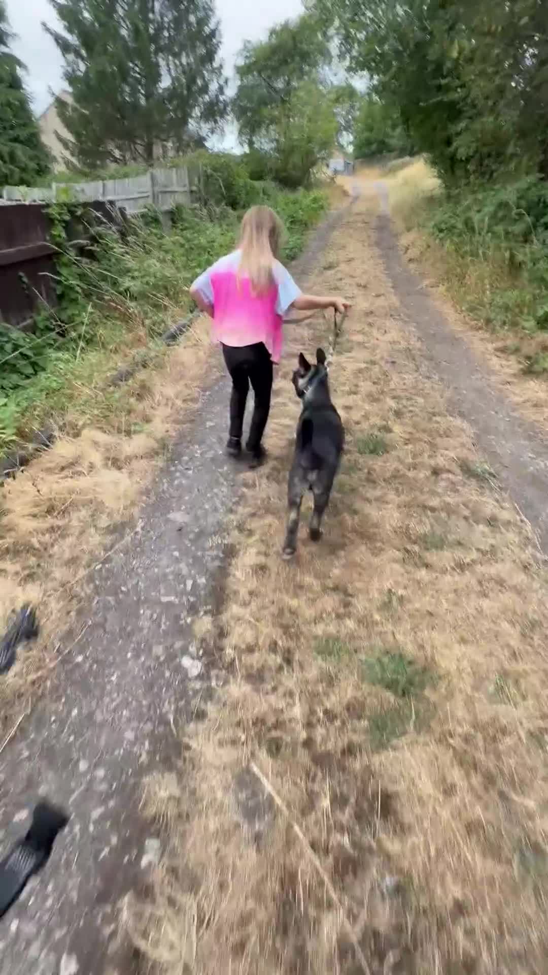 Huskita dogs for sale: Huskita x  in Huddersfield - Video 1