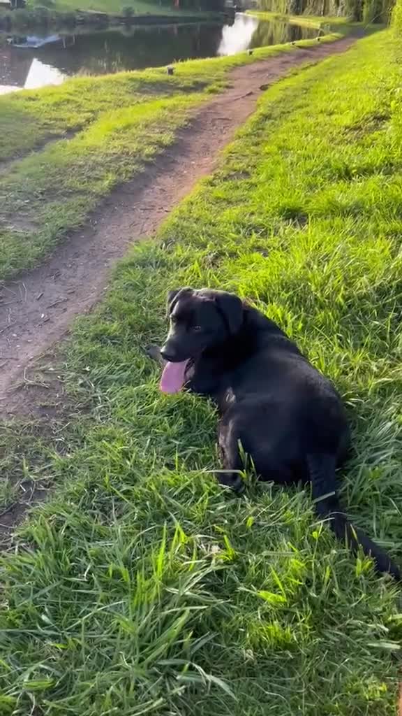 Labrador Retriever dogs for sale: Playfull and friendly Labrador in Wolverhampton - Video 1