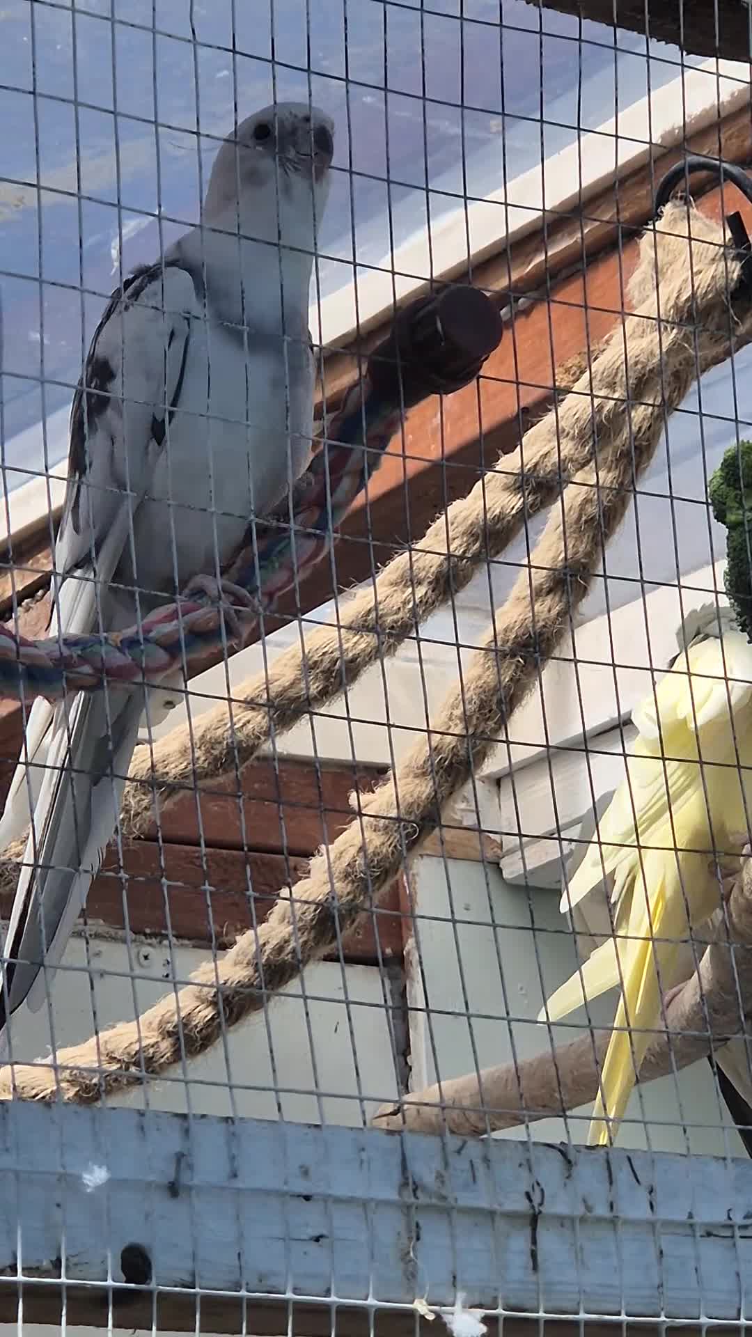 Cockatiels birds for sale: White face male  in Blackpool - Video 1