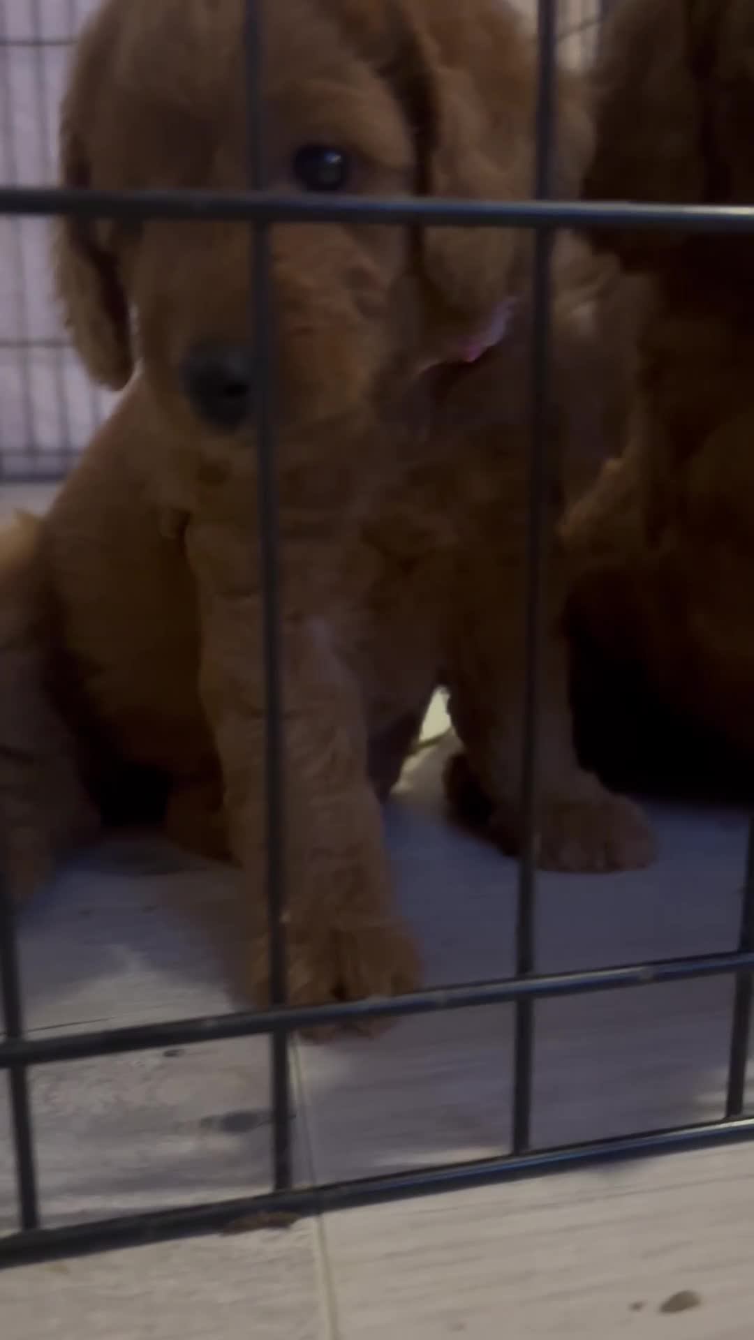 Labradoodle dogs for sale: 🐾AVAILABLE TO VIEW! - Fox Red Labradoodle Pups 🐾 - Video 2