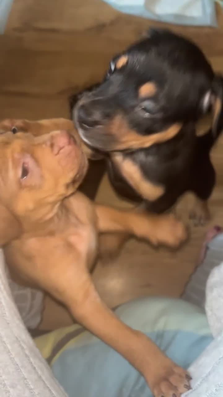 Mixed Breed dogs for sale: mastiffxrottweiler available now last 3 girls left - Video 1