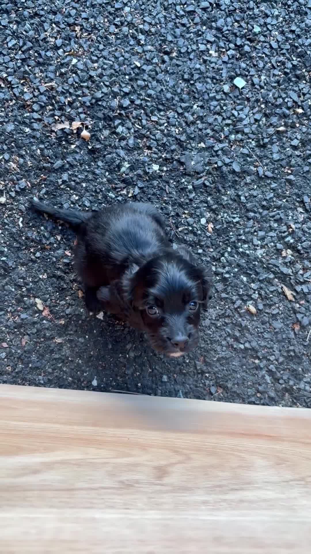 Cocker Spaniel dogs for sale: Working cocker spaniel puppies - Video 1