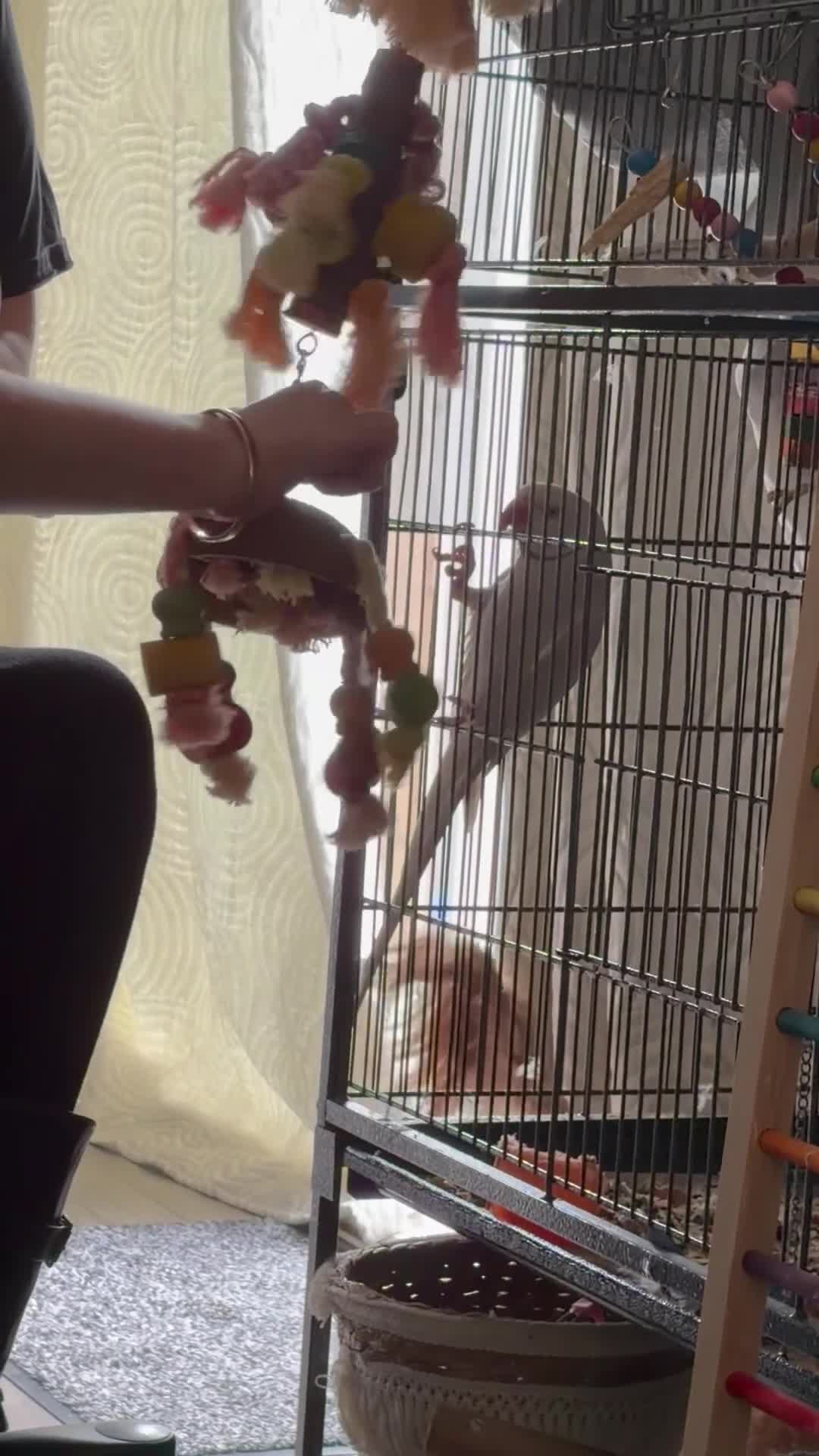 Ringnecks birds for sale: Albino Indian ringneck - Video 1