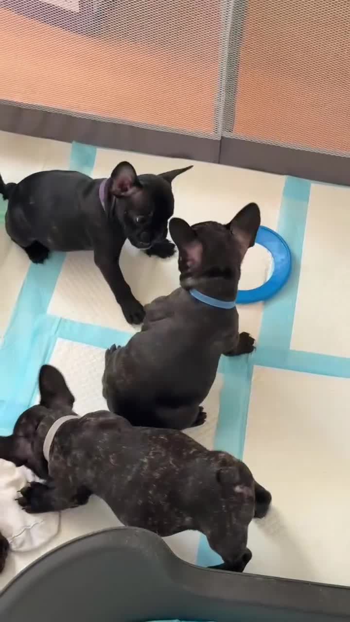 French Bulldog dogs for sale: French puppies  - Video 2