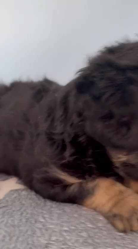 French Bulldog dogs for sale: Visual Fluffy and pink carrier puppies! - Video 4