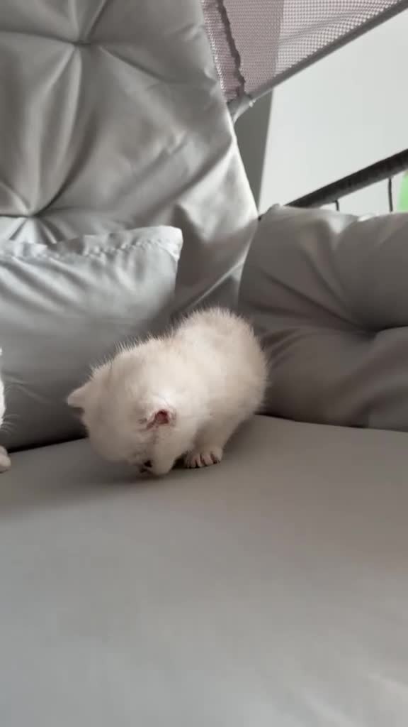 British Shorthair cats for sale: Persian x British shorthair kittens for sale  in Birmingham - Video 1