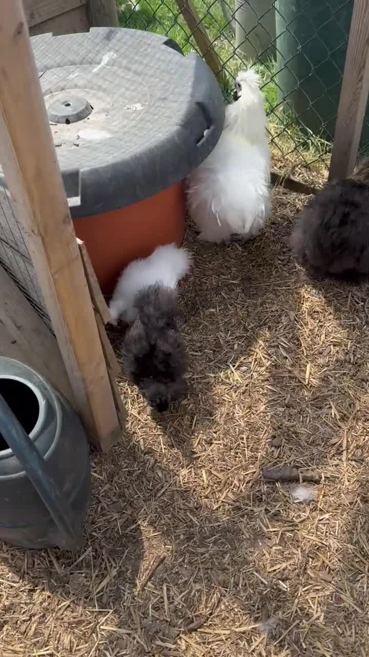 Chickens poultry for sale: Silkie chickens  - Video 1