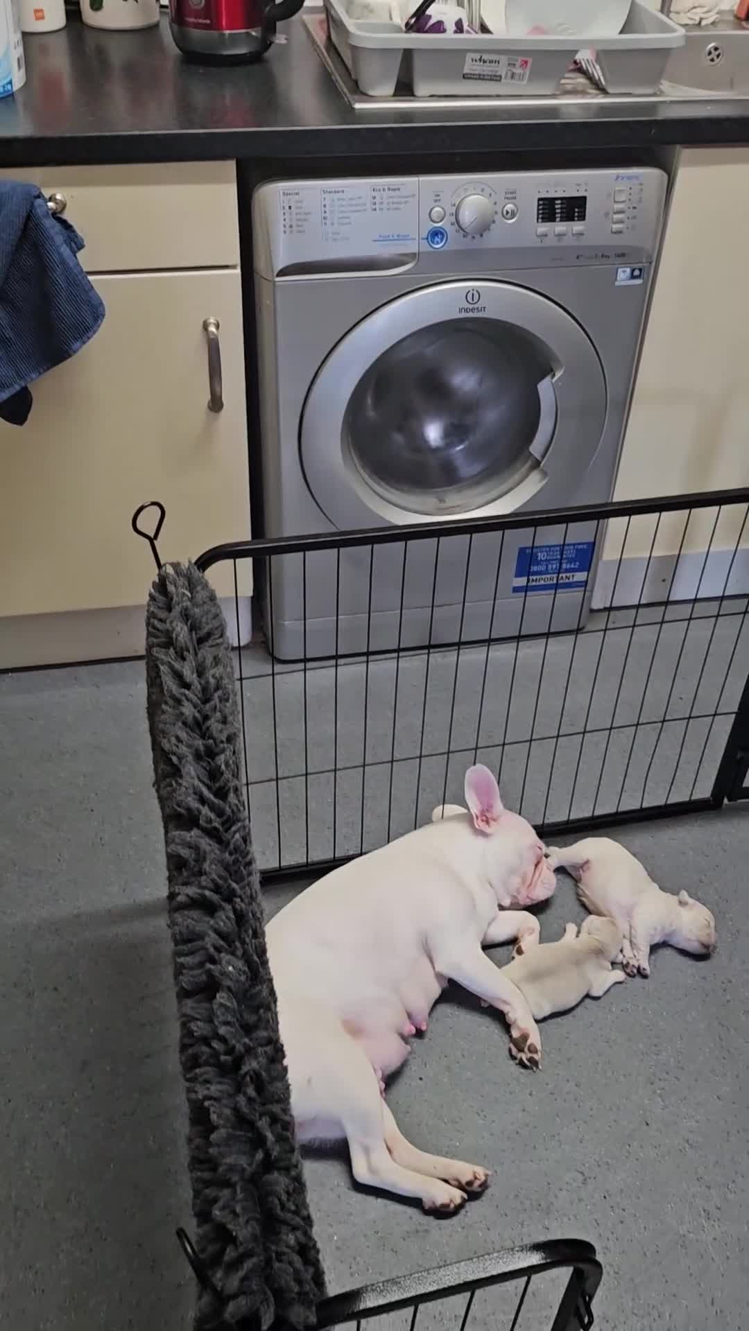French Bulldog dogs for sale: French bulldogs Ready 8/06/26 - Video 2
