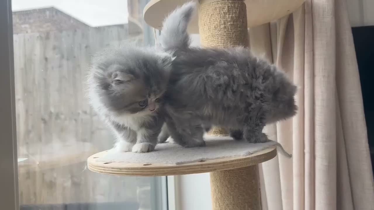 Persian cats for sale: Beautiful Persian Kittens from GCCF reg Parents - Video 3