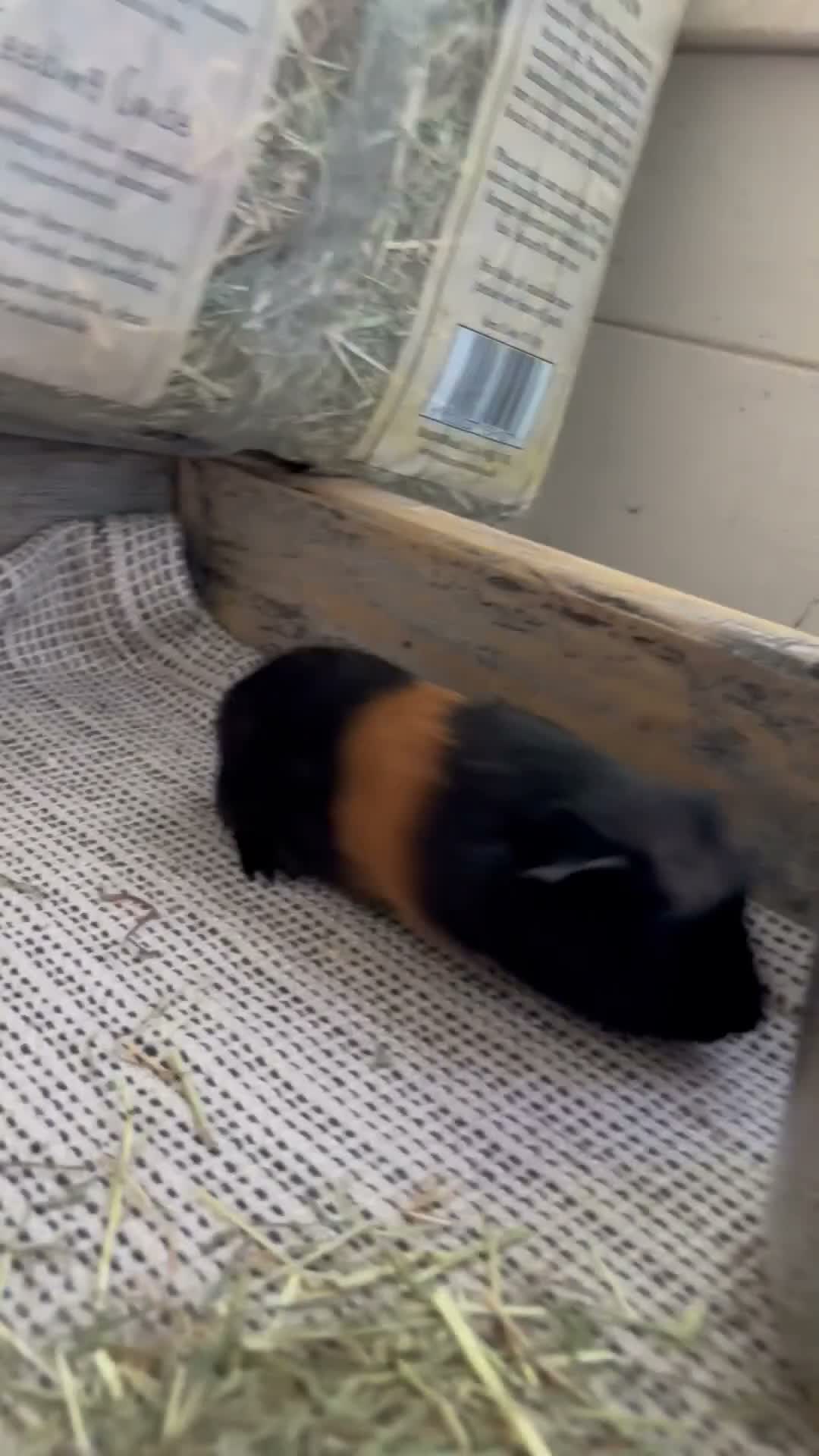 Guinea Pig rodents for sale: Baby Guinea Pigs  - Video 3