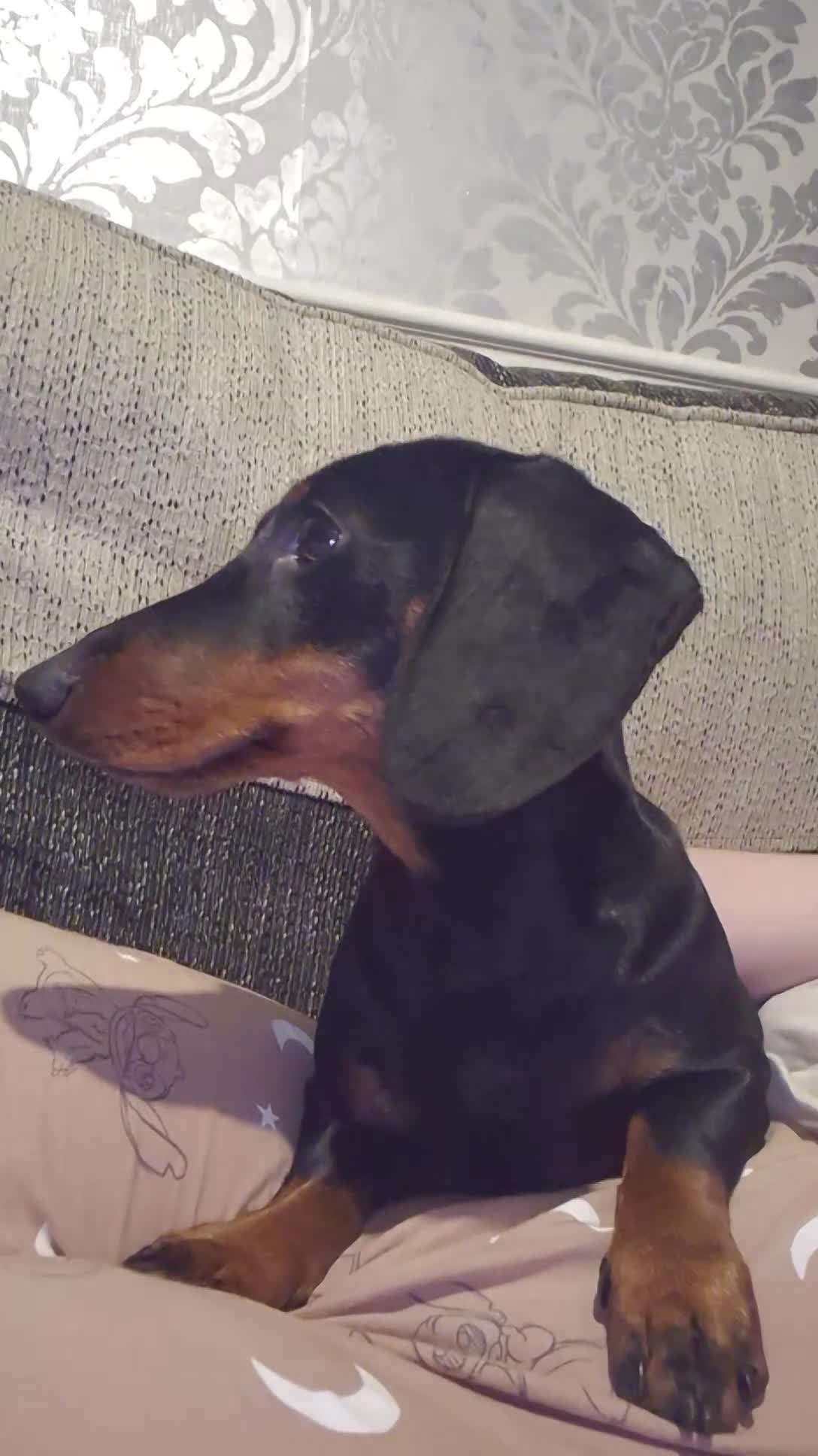 Dachshund dogs for sale: Dachshund girl - Video 1