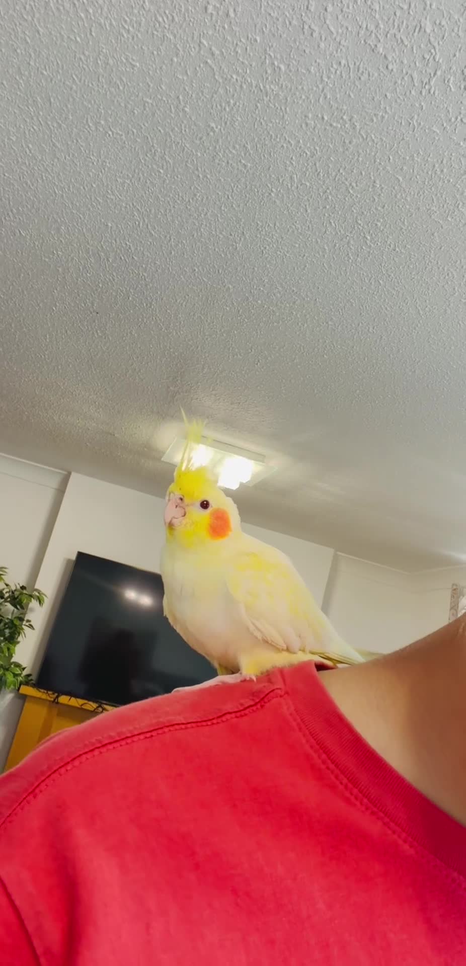 Cockatiels birds for sale: Hand-Reared Cockatiel with Full Setup – CR0 7UX - Video 2