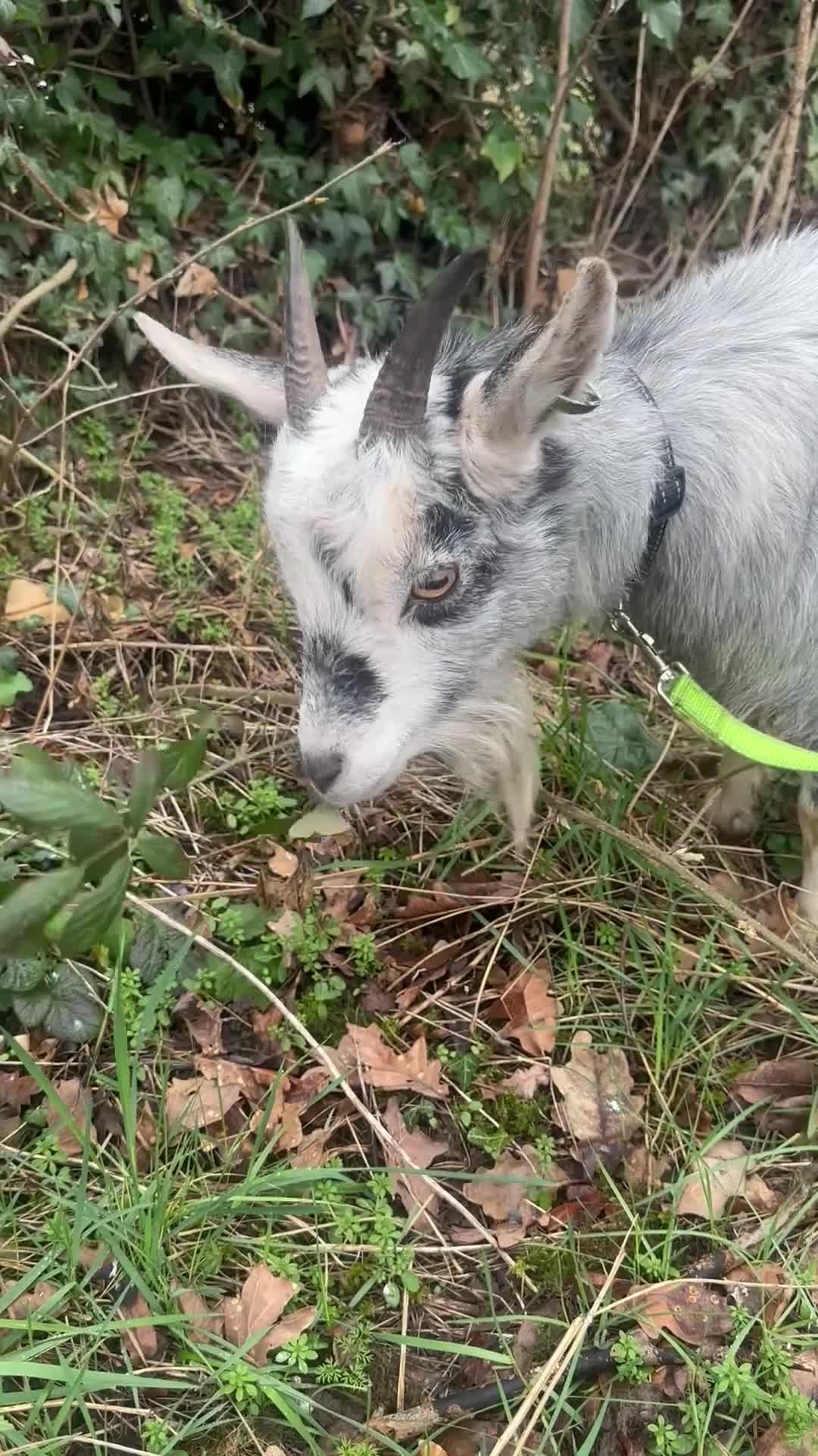 Goats livestock for sale: X2 nanny’s and x1 billy for sale in Brampton - Video 3