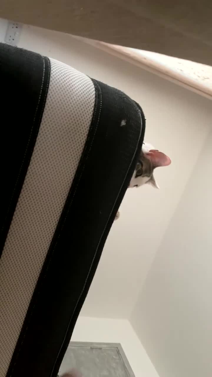 Mixed Breed cats for sale: Beautiful cat half breed (female) - Video 2