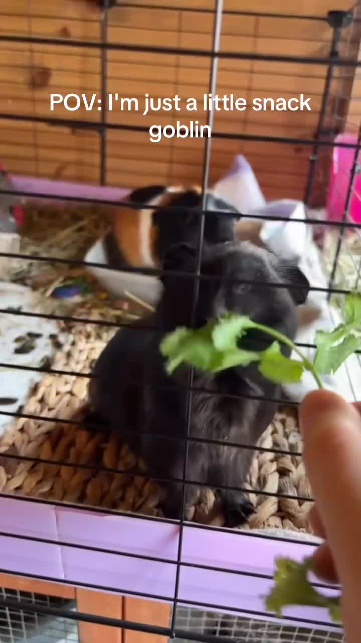 Guinea Pig rodents for sale: Rehome needs partner  - Video 1