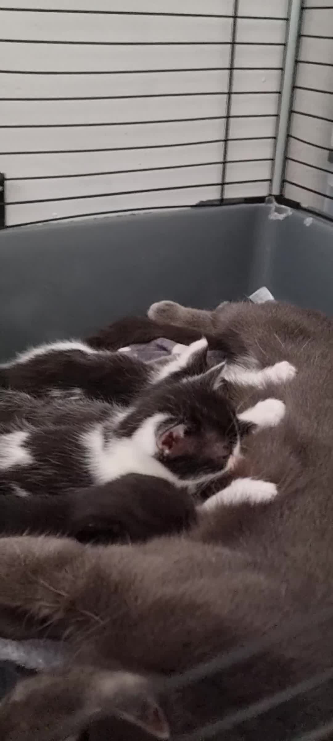 Mixed Breed cats for sale: 4 Adorable Kittens Looking for a Loving home - Video 1