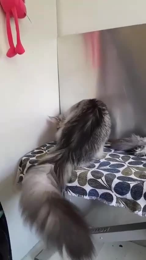 Maine Coon cats for sale: black smoke/silver polydactyl boy&girlTICAmaineco  - Video 1