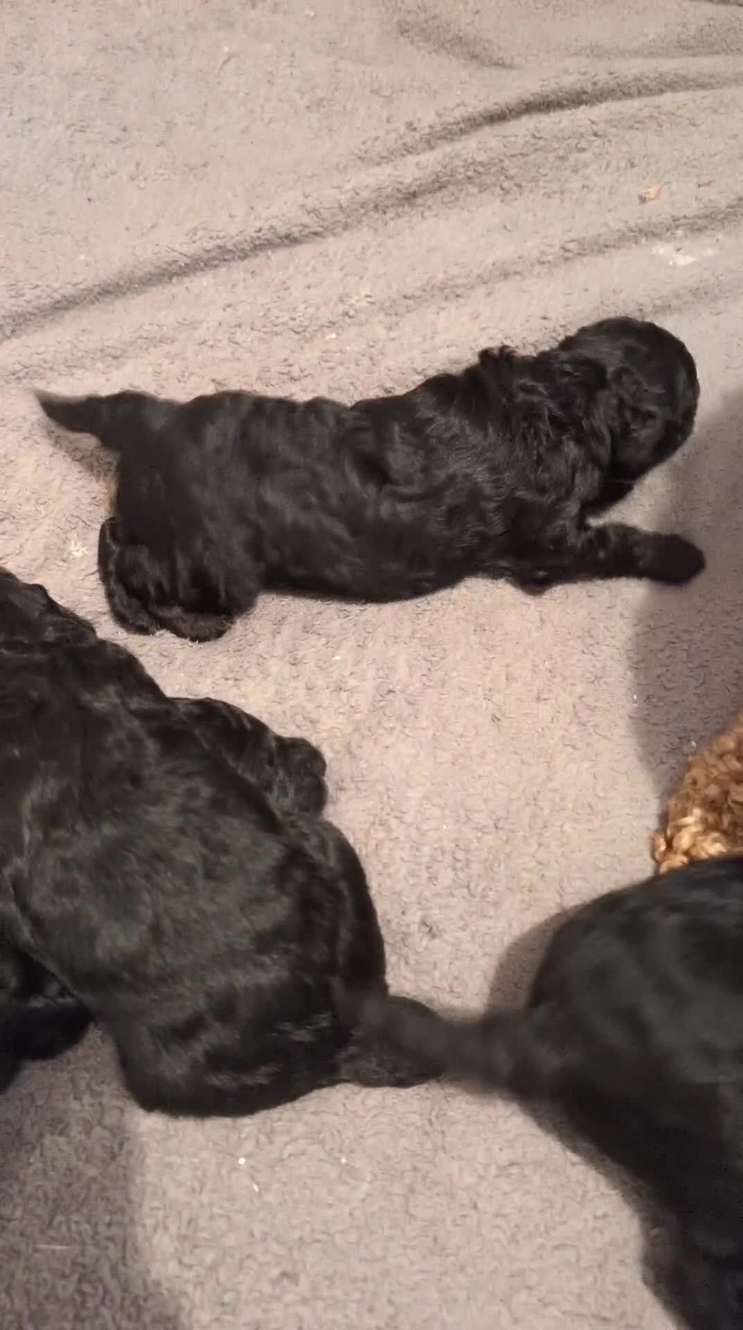 Maltipoo dogs for sale: 5 puppies  - Video 2