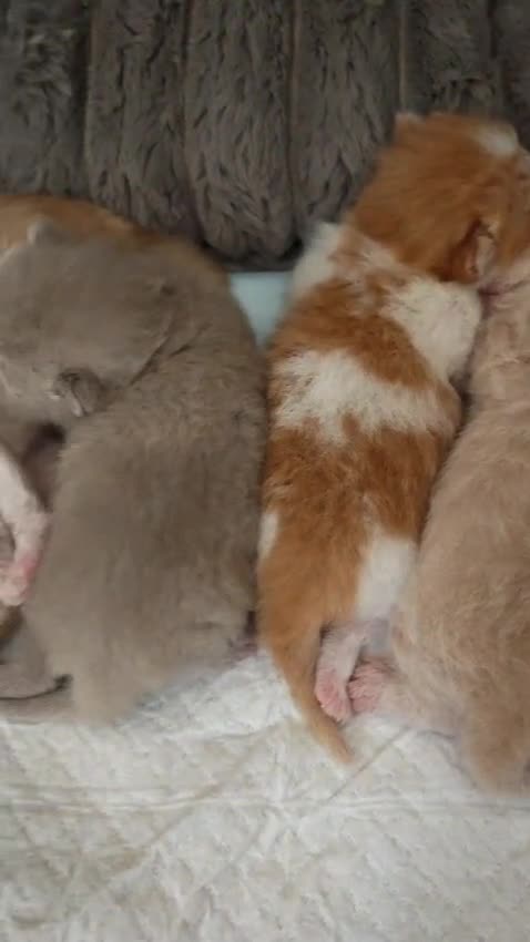British Shorthair cats for sale: TICA CH Parents beautiful BSH boys ( November) - Video 2