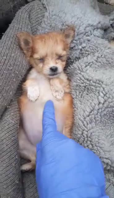 Mixed Breed dogs for adoption: ❤️Zabka❤️ little 1,5-year-old angel - Video 1