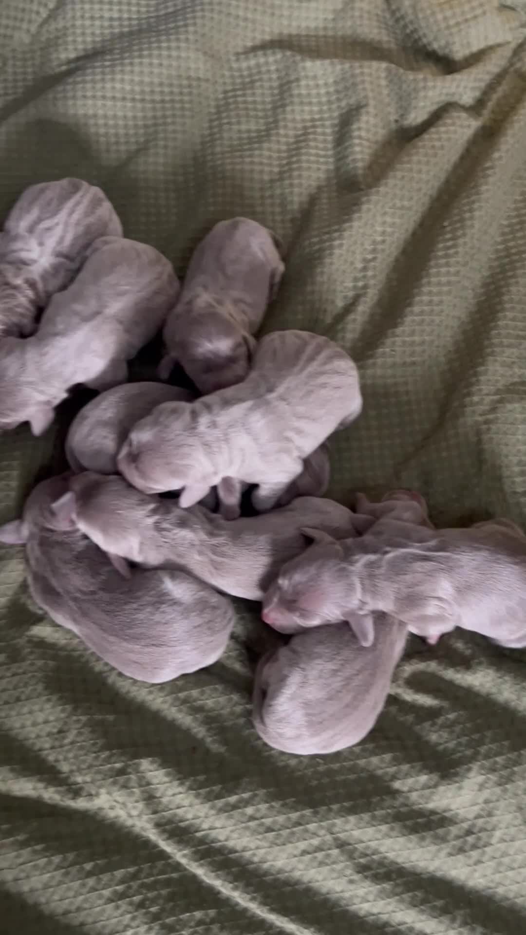 Weimaraner dogs for sale: Silver Weimaraner puppies for sale  - Video 2