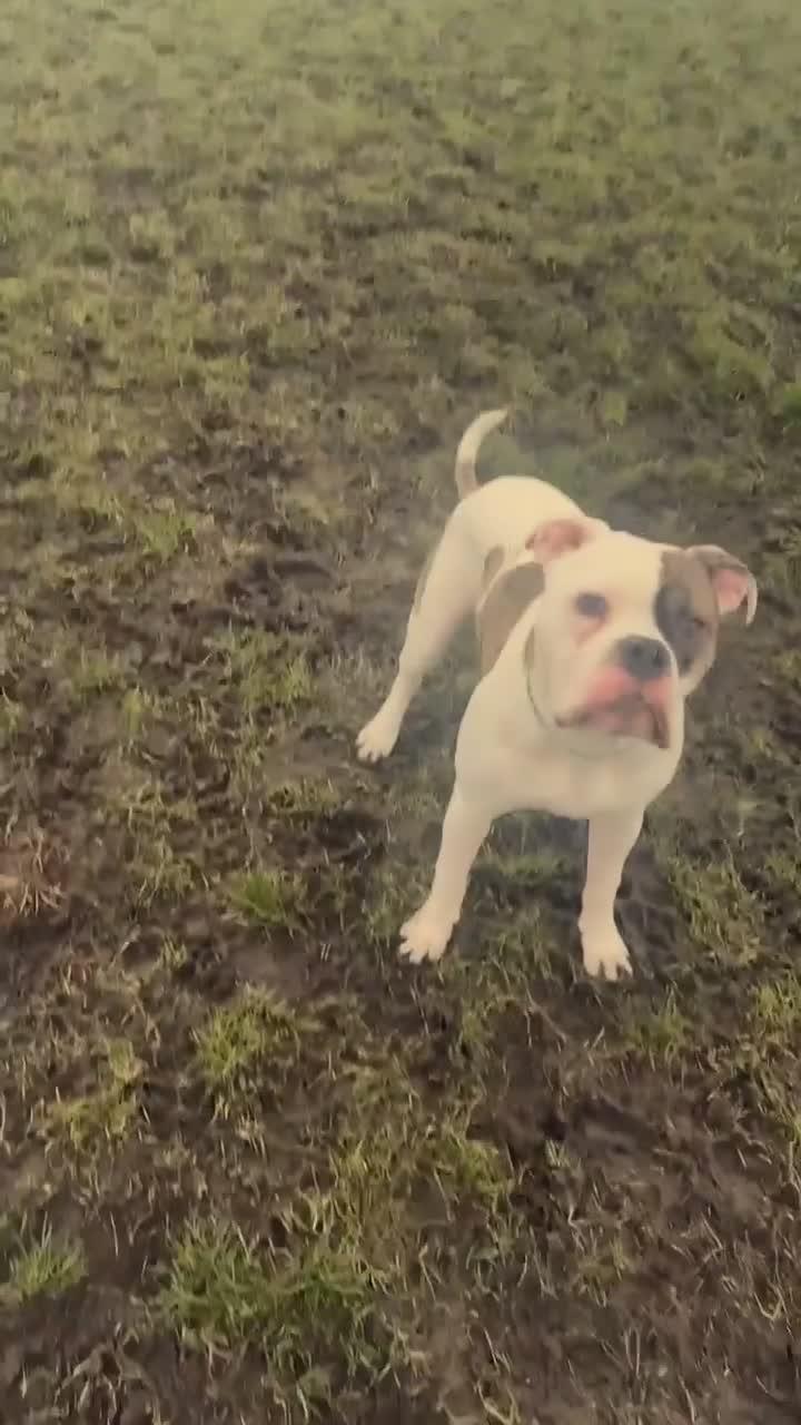 American Bulldog dogs for sale: Monty 7 month old American Bulldog  - Video 1