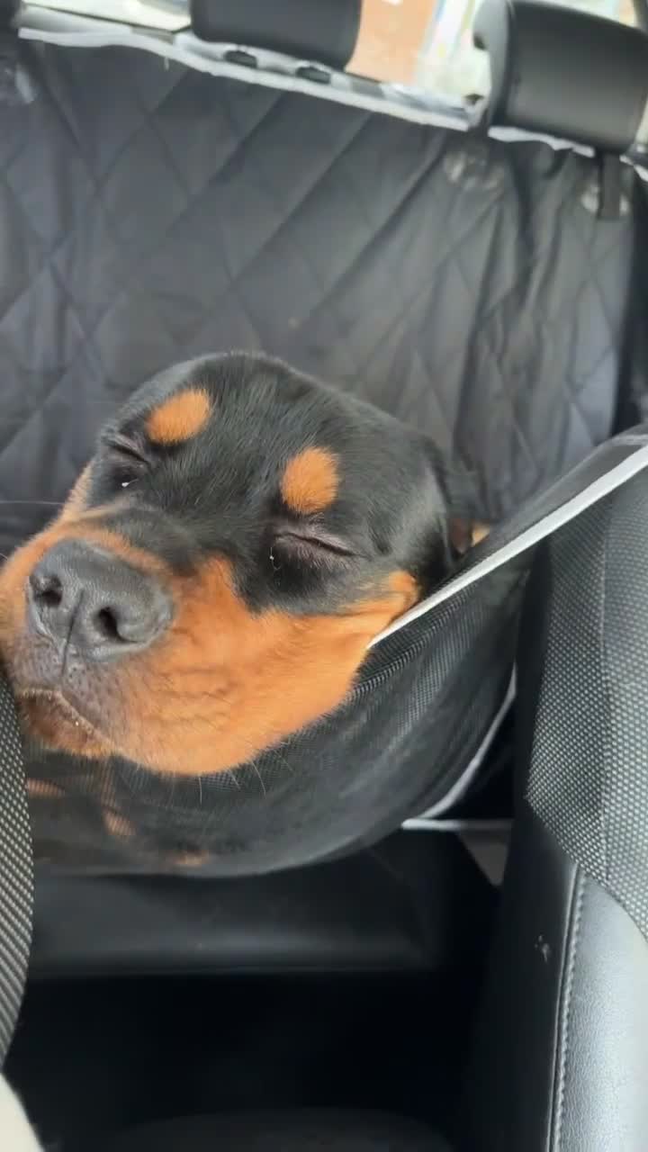 Rottweiler dogs for stud: Roscoe - Video 1