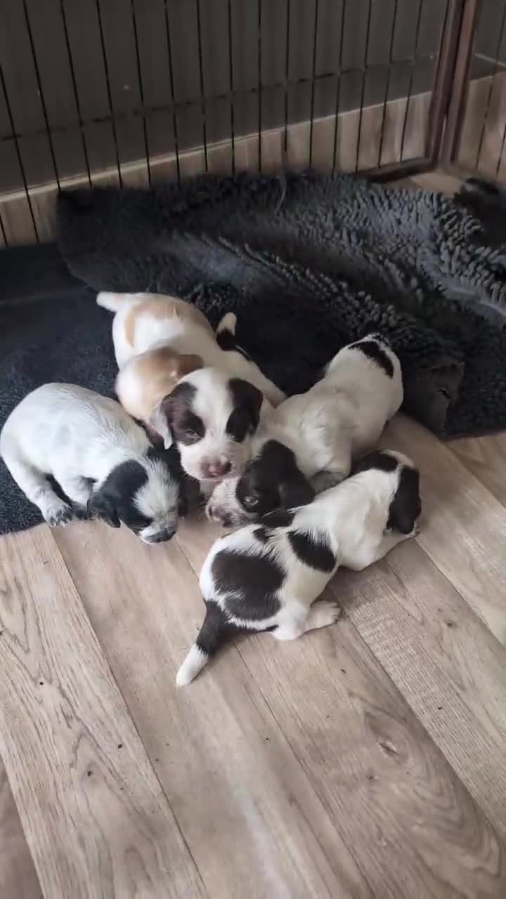 Cocker Spaniel dogs for sale: 2 x BOYS - KC Reg Working Cocker Spaniels - Video 1