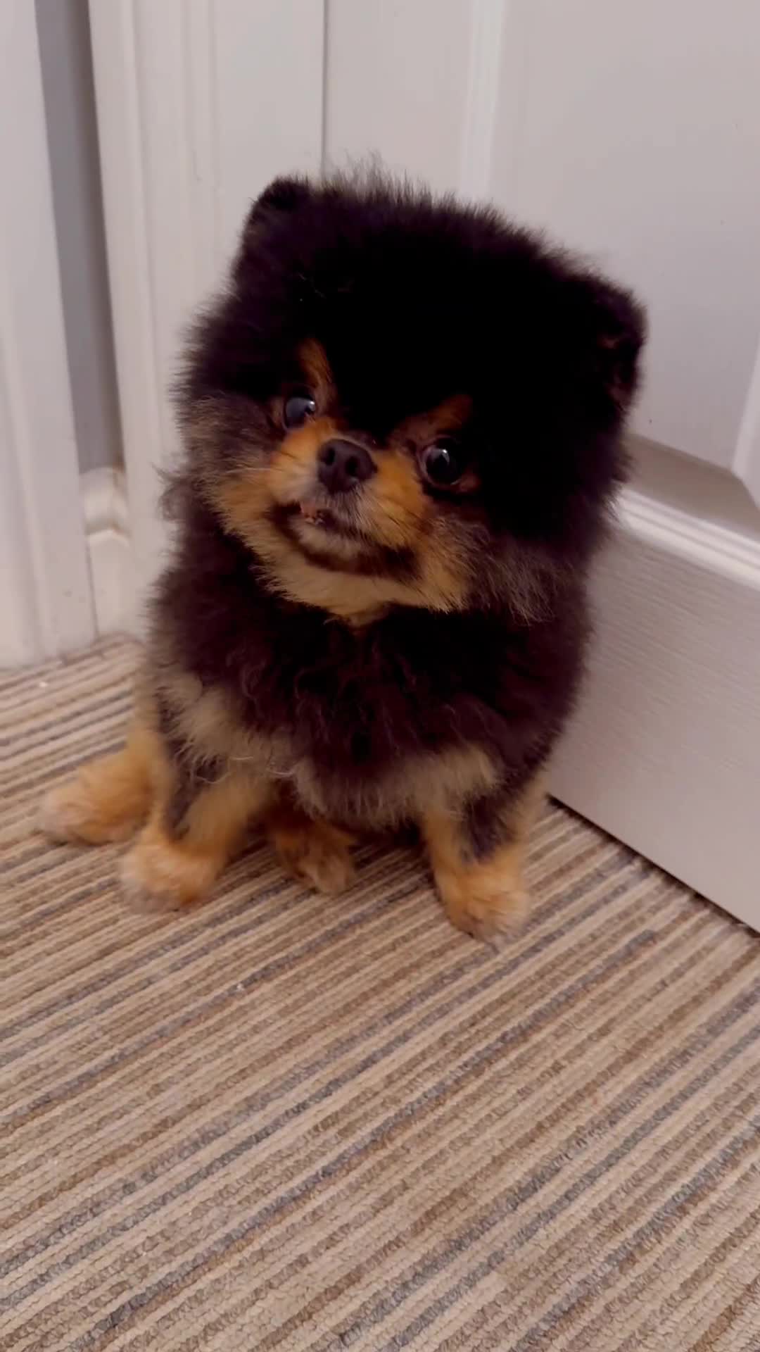 Pomeranian dogs for sale: *MINIATURE UNIQUE RARE tan toy Pomeranian boy 3yr* - Video 3