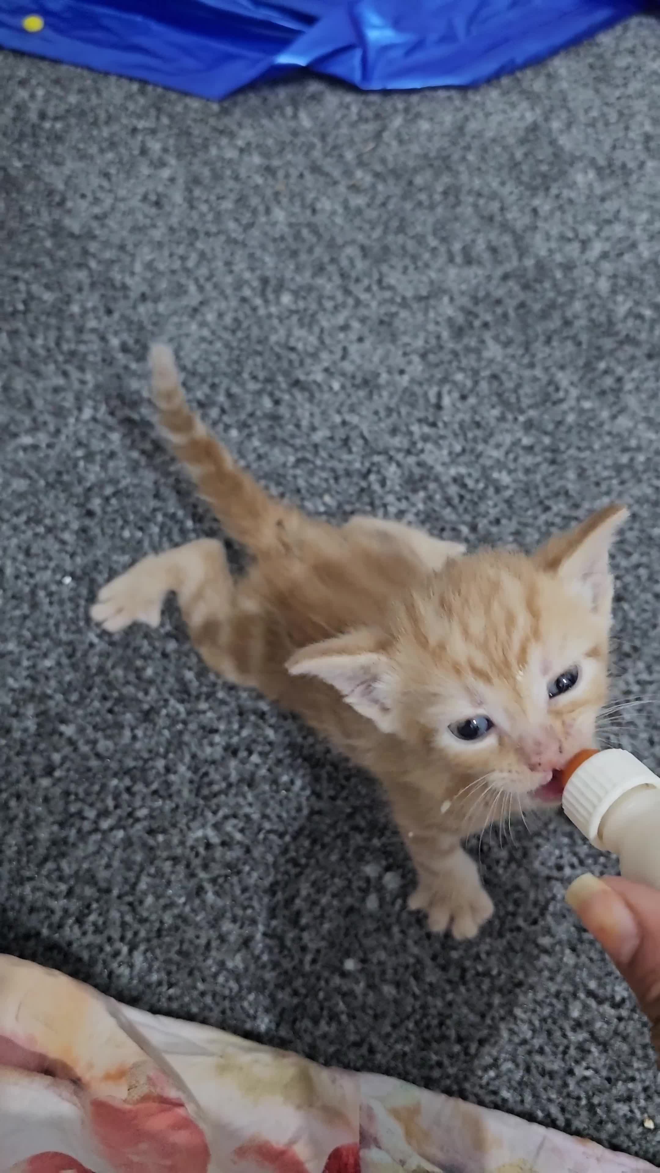 Domestic Shorthair cats for sale: Kittens for sale  in Ilford - Video 4