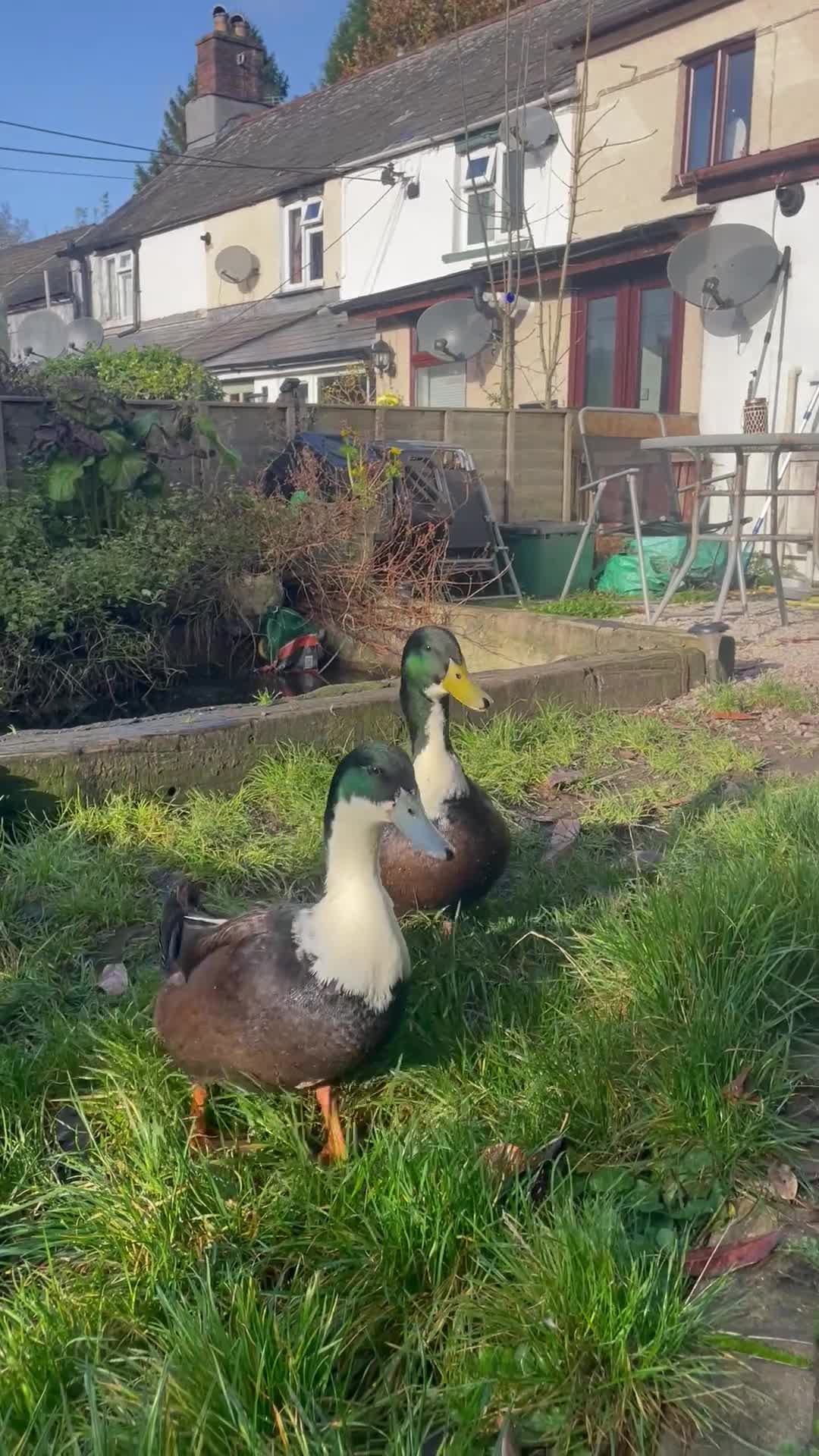 Ducks poultry for sale: Cayuga X Khaki Campbell Drake URGENT REHOME - Video 1