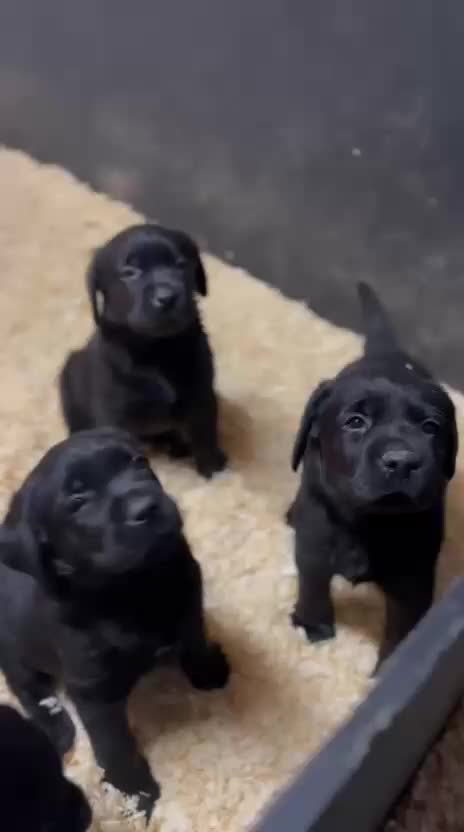 Labrador Retriever dogs for sale: Quality show bred Labrador puppies  - Video 1