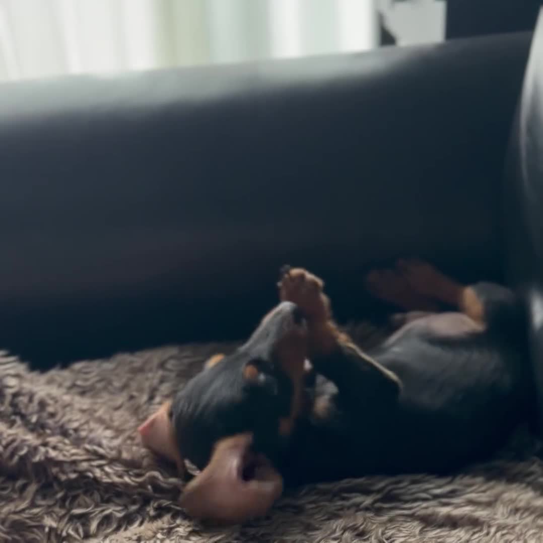 Mixed Breed dogs for sale: Gorgeous Mini Dachshund x Jack Russel puppy - Video 1