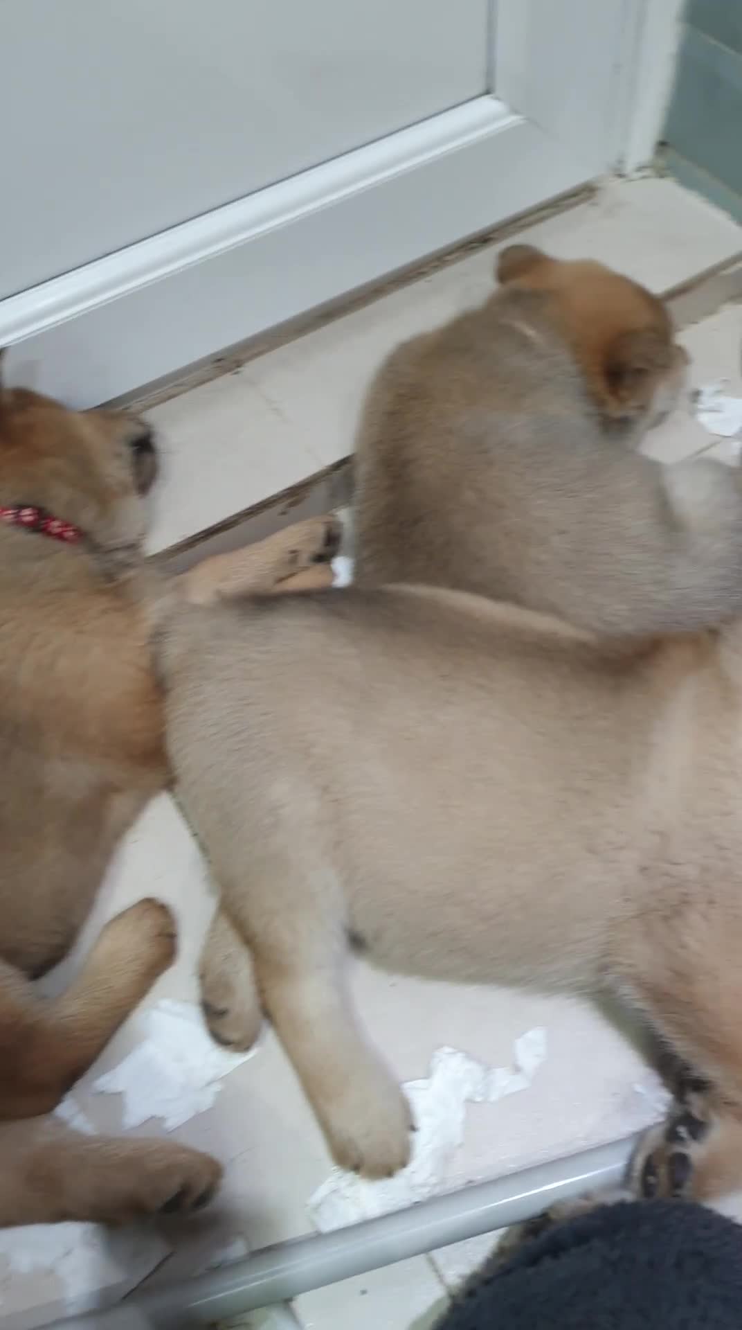 Mixed Breed dogs for sale: Last 3  pupies now £600 Chow Chow dad husky mum - Video 1