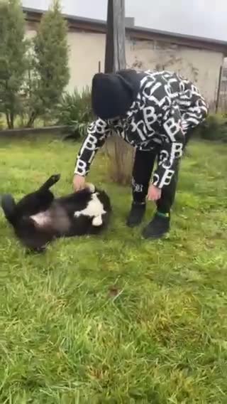 Mixed Breed dogs for adoption: 💖🐶 ALPHA 🐶💖 - Video 1